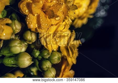 Kalanhoe Flower With Drops On Isolated Background. Macro Shoot