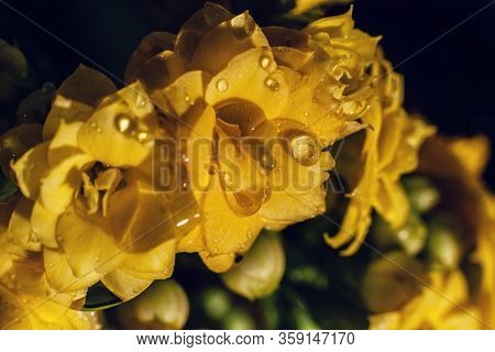 Kalanhoe Flower With Drops On Isolated Background. Macro Shoot
