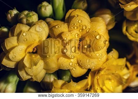 Kalanhoe Flower With Drops On Isolated Background. Macro Shoot