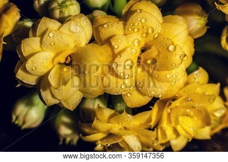 Kalanhoe Flower With Drops On Isolated Background. Macro Shoot