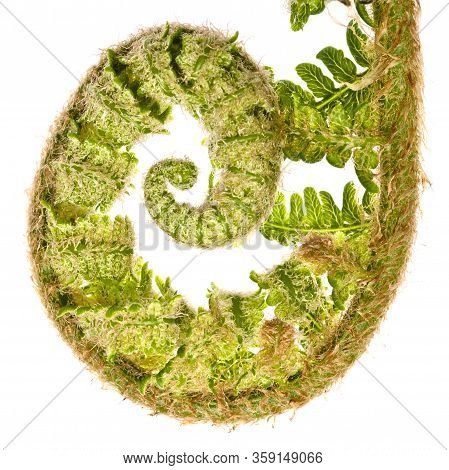 Natural Ferns Pattern. Beautiful Background Made With Young Green Fern Leaves. Beautiful Ferns Leave