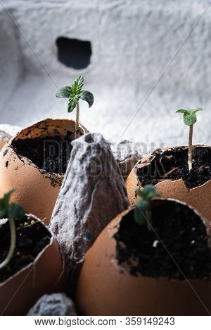 Four Small Shoots Of Medical Cannabis Sprout From An Egg In A Package. Orintation.