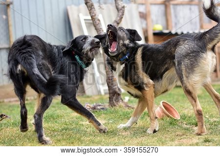 Two Large Dogs Are Playing And Fighting On A Green Lawn. Friendly Dog Fight