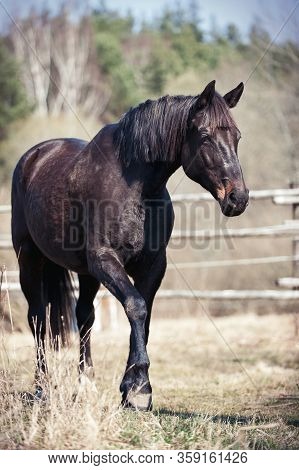 Portrait Of Graceful Thoroughbred Black Horse Curiously Reaching To Something. Multicolored Vertical