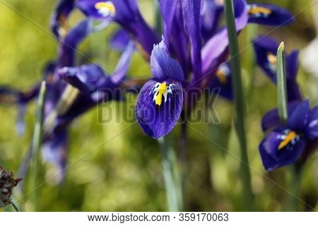 Flower Of A Netted Iris, Iris Reticulata.