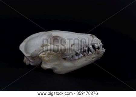 Skull Of A Raccoon Dog, Nyctereutes Procyonoides