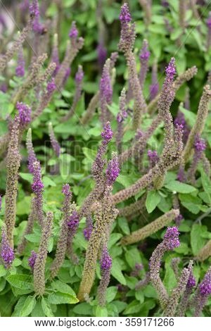 Iranian Germander Flower - Latin Name - Teucrium Hircanicum