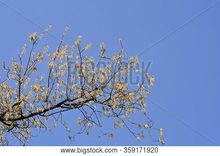 Boxelder Maple - Latin Name - Acer Negundo