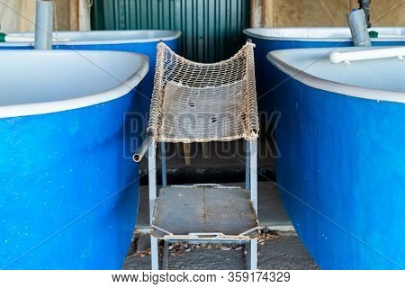 Table For Extracting Sturgeon Caviar From An Adult Fish On Fish Farm.
