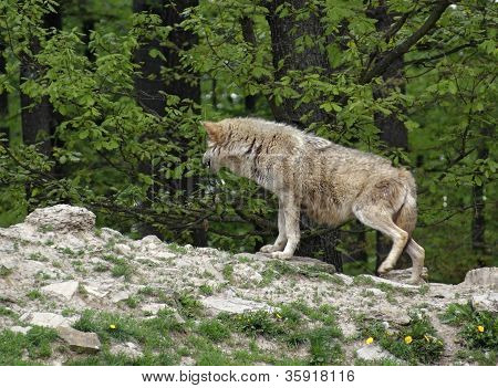Loup gris sur la petite colline