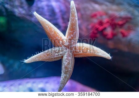 Close Up Of Common Starfish Or Sea Star, Asterias Rubens, On The Glass Of An Aquarium Tank