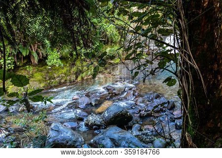 A Wonder Through Waiau Kauri Grove, Coromandel, New Zealand