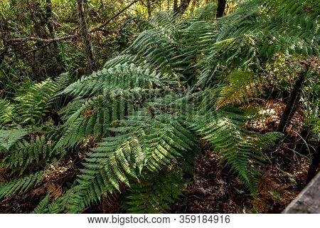 A Wonder Through Waiau Kauri Grove, Coromandel, New Zealand