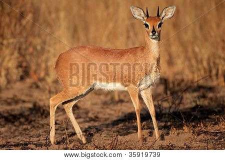 Steenbok Antelope