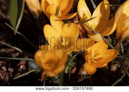 Yellow Crocus, Crocus Flavus