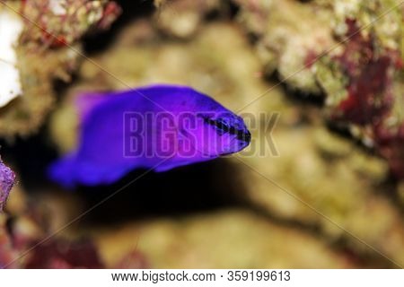 Orchid Dottyback Salt Water Fish - Pseudochromis Fridmani