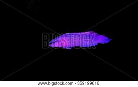 Orchid Dottyback Salt Water Fish - Pseudochromis Fridmani