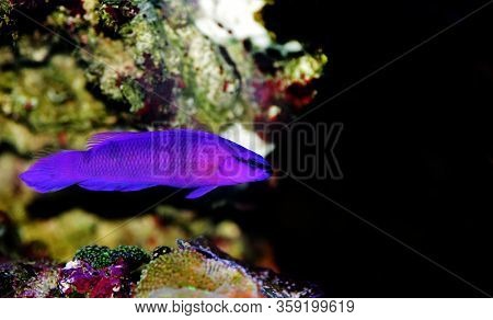 Orchid Dottyback Salt Water Fish - Pseudochromis Fridmani