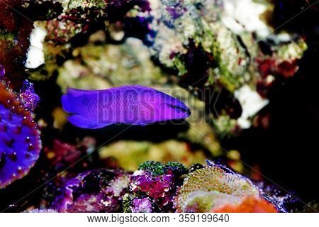 Orchid Dottyback Salt Water Fish - Pseudochromis Fridmani