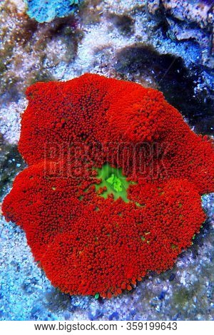 Red Colorful Carpet Sea Anemone - Stichodactyla Haddoni