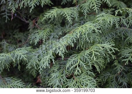 A Close-up Photo Of The Chinese Thuja Leaves, Whose Latin Name Is Thuja Sutchuenensis. Close Up.