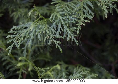 A Close-up Photo Of The Chinese Thuja Leaves, Whose Latin Name Is Thuja Sutchuenensis. Close Up.