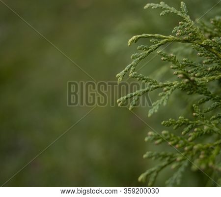 A Close-up Photo Of The Chinese Thuja Leaves, Whose Latin Name Is Thuja Sutchuenensis. Close Up.