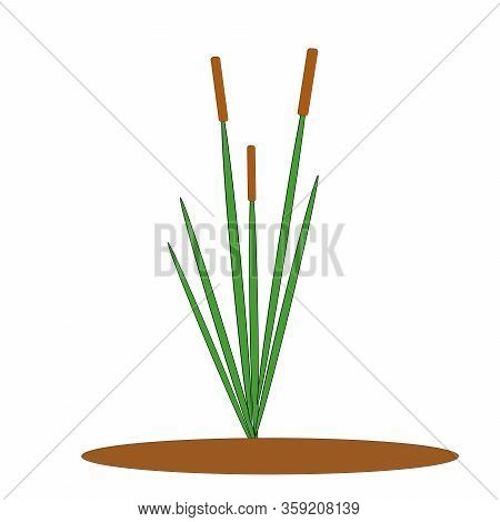 One Green Reed Bush With Brown Inflorescence, Single Element For Vector Design
