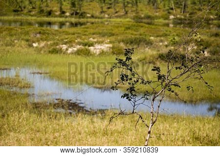 Swamp In The Green Meadow And Forest Far Away. Marsh, Bog,  Morass, Fen, Backwater, Mire, Slough... 
