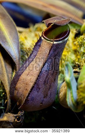 Nepenthes