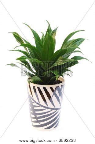 Dracaena plante i Pot isoleret på hvid baggrund