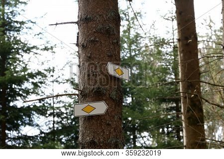 Direction Signs On Trees In The Forest