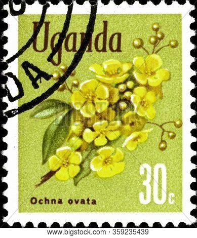 02.09.2020 Divnoe Stavropol Territory Russia Postage Stamp Uganda 1969 Flowers Ochna Ovata Branch Do