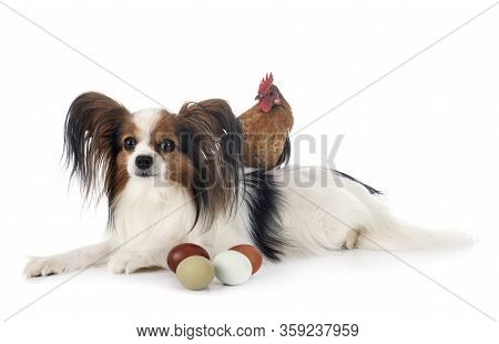 Papillon Dog And Chicken In Front Of White Background