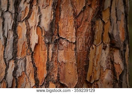 Beautiful Brown Background Of Pine Bark Without People