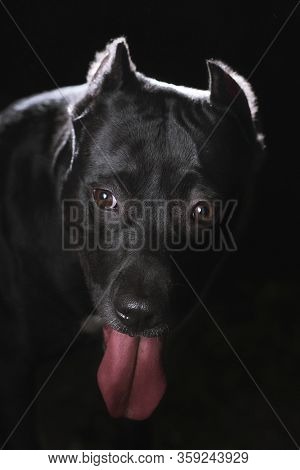 Strong Black Dog With Long Tongue In Opened Mouth In The Darkness. American Pitbull Terrier Breed, W
