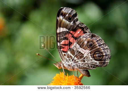 Sommerfugl