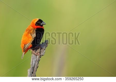 The Southern Red Bishop Or Red Bishop (euplectes Orix) Sitting On The Branch With Green Background. 
