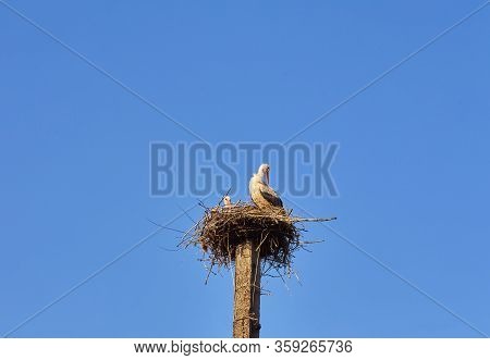 White Stork On A Nesting Pole On A Sunny, Spring Day