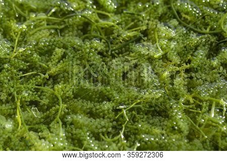 Sea Grapes ( Green Caviar ) Seaweed, Healthy Food.
