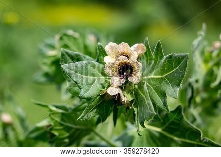 Wild-growing Poisonous Herb Hyoscyamus. Beige Flower With Lilac Veins