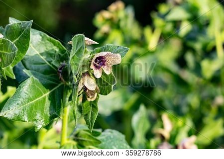Wild-growing Poisonous Herb Hyoscyamus. Beige Flower With Lilac Veins
