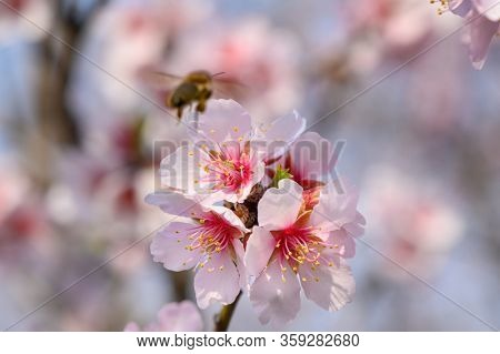 Macro closeup of blooming almond tree branches with pink flowers with flying bee during springtime