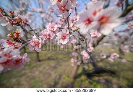 Macro closeup of blooming almond tree branches with pink flowers during springtime