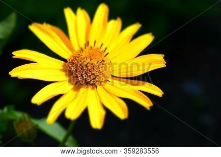Yellow Flowers. Blooming Flowers In The Garden. Heliopsis. Sunflower Family. Yellow Daisy Flowers. C