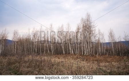 Birch Tree Forest In Early Spring. Sprind Time