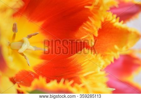 Abstract Floral Background Macro Delicate Flowers Red And Yellow Tulip. Soft Selective Focus. Blurre