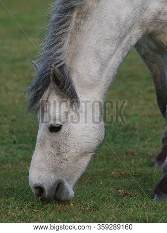 A Close Up Of A Grey Native Pony Grazing Spring Grass.