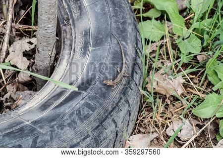 The Little Gray Lizard On The Tire Of The Wheel.