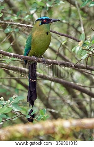 Beautiful And Colorful Bird Resting Quietly In A Tree